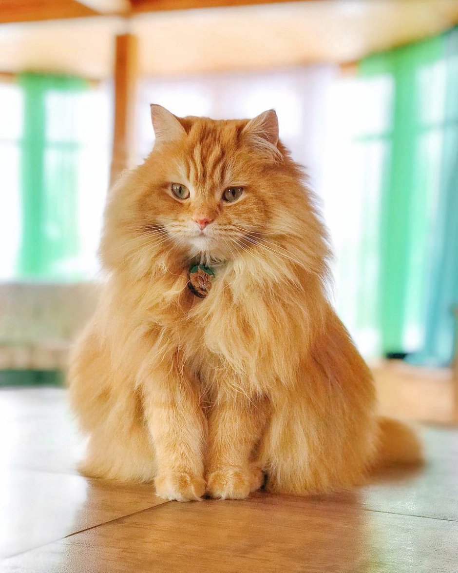 Рыжий длинношерстный Сибирский кот