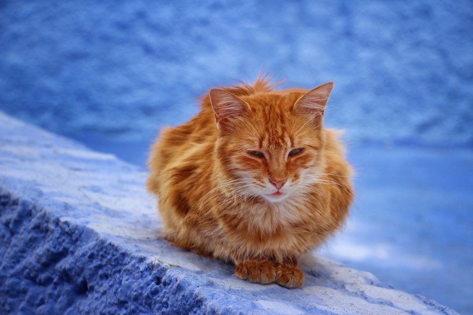 Рыжие коты