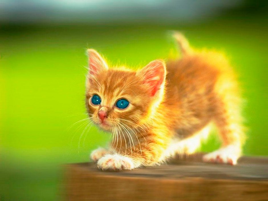 Милый кот