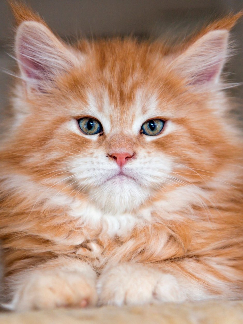 Рыжий длинношерстный Сибирский кот