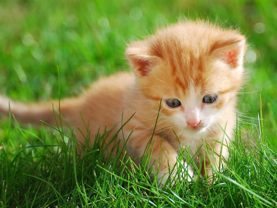Маленький котенок