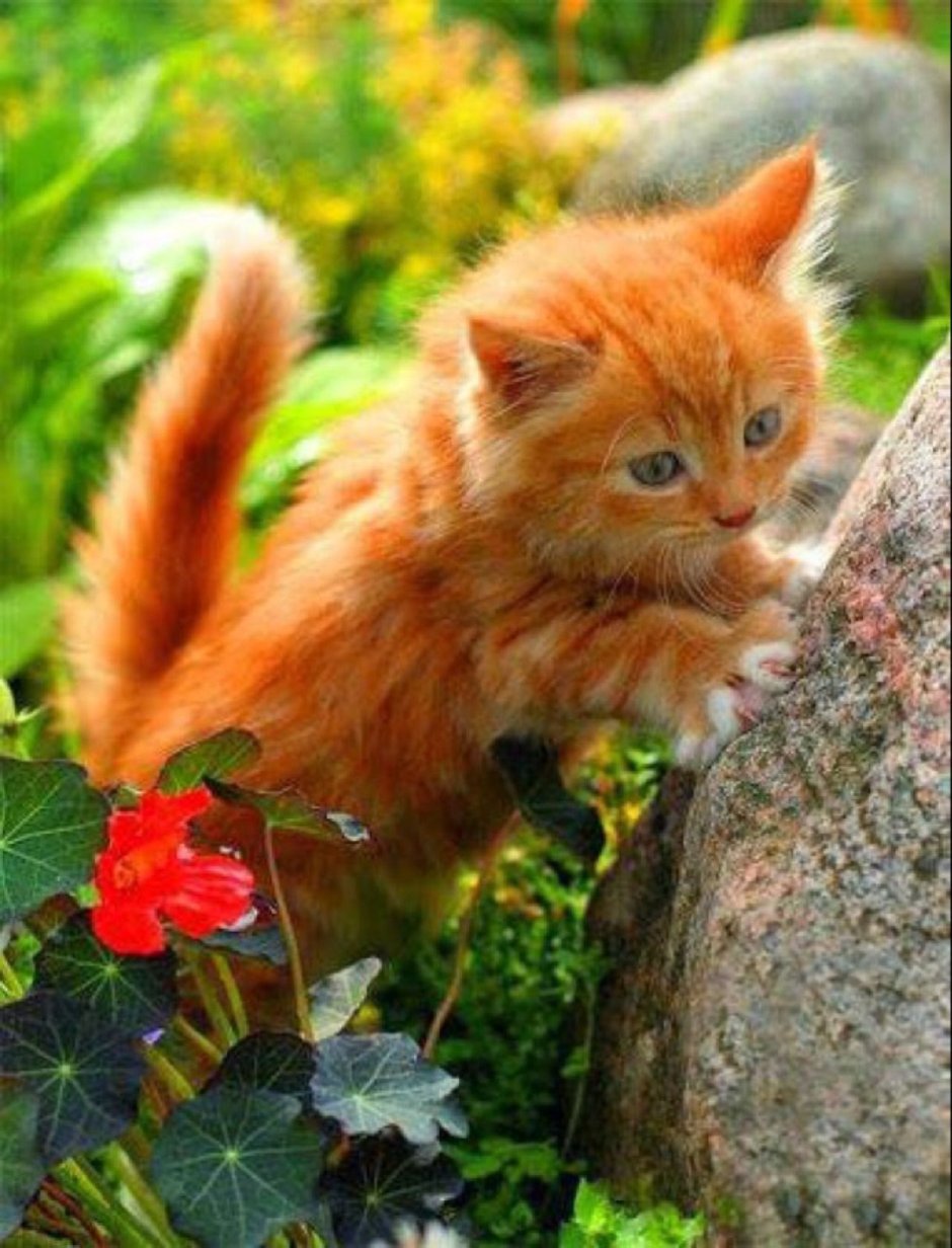 Ярко рыжий котенок