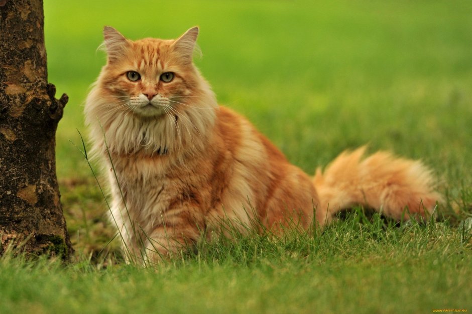 Сибирская Лесная кошка рыжая