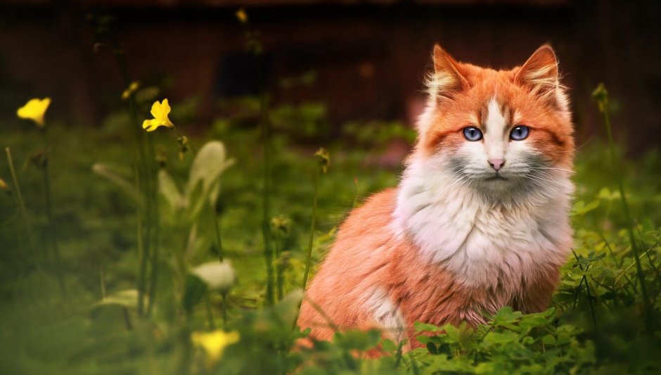 Рыже белая кошка с голубыми глазами