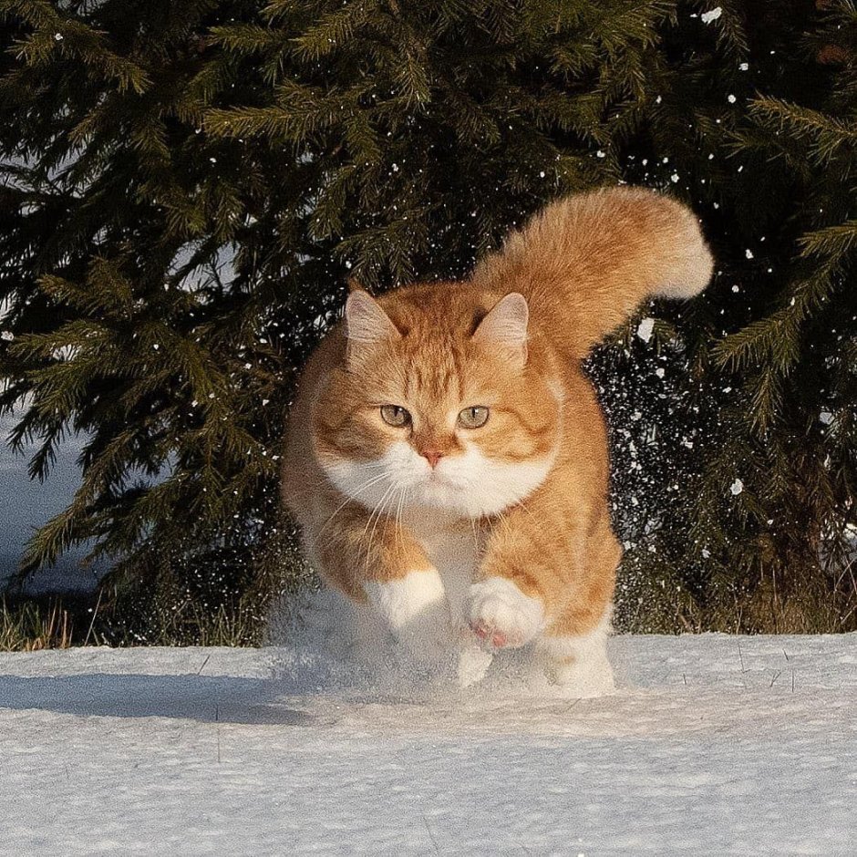 Зимние котики