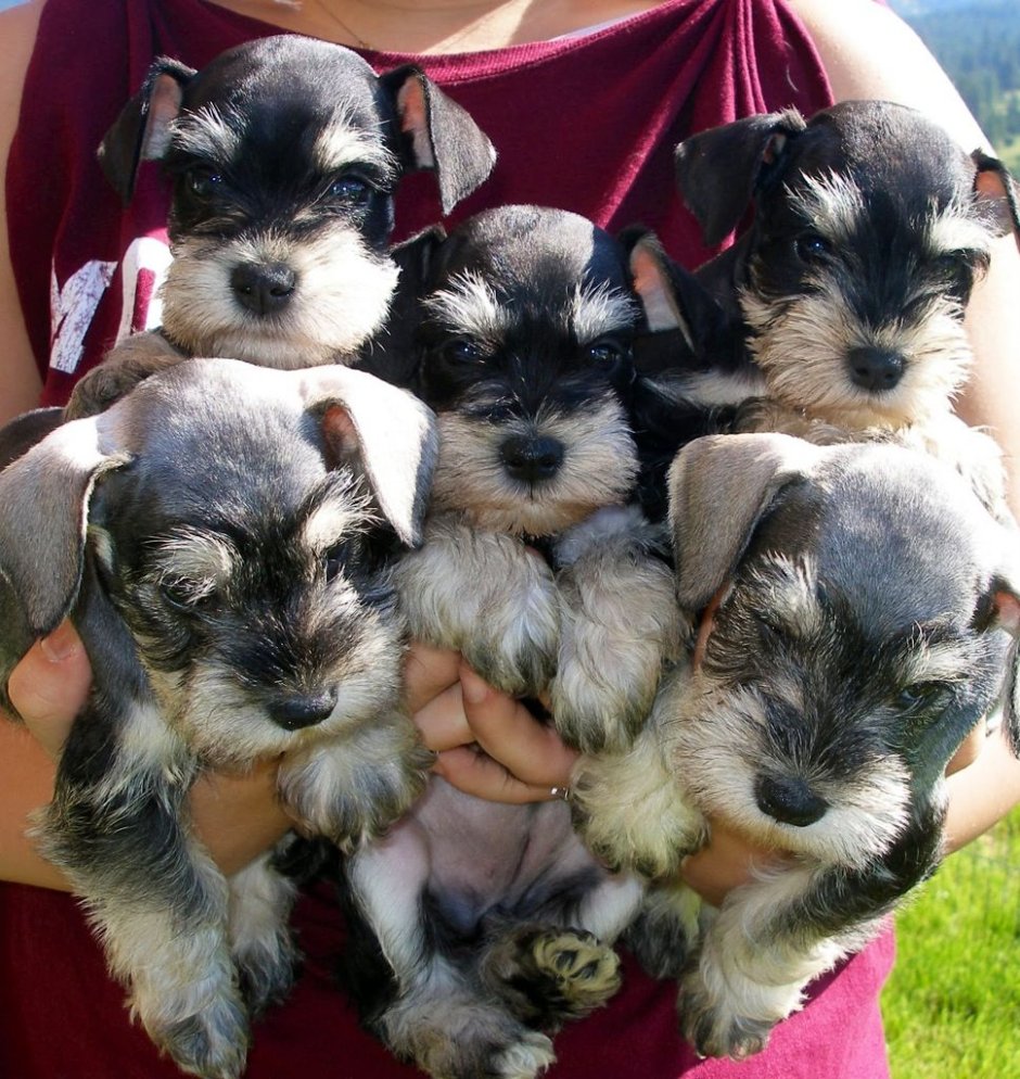 Miniature Schnauzer Puppies