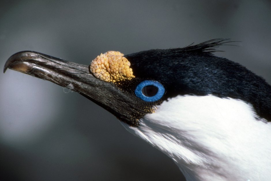 Eurystomus glaucurus