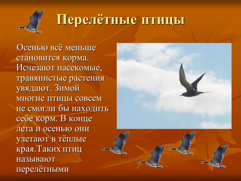 Ястреб-тетеревятник охотится