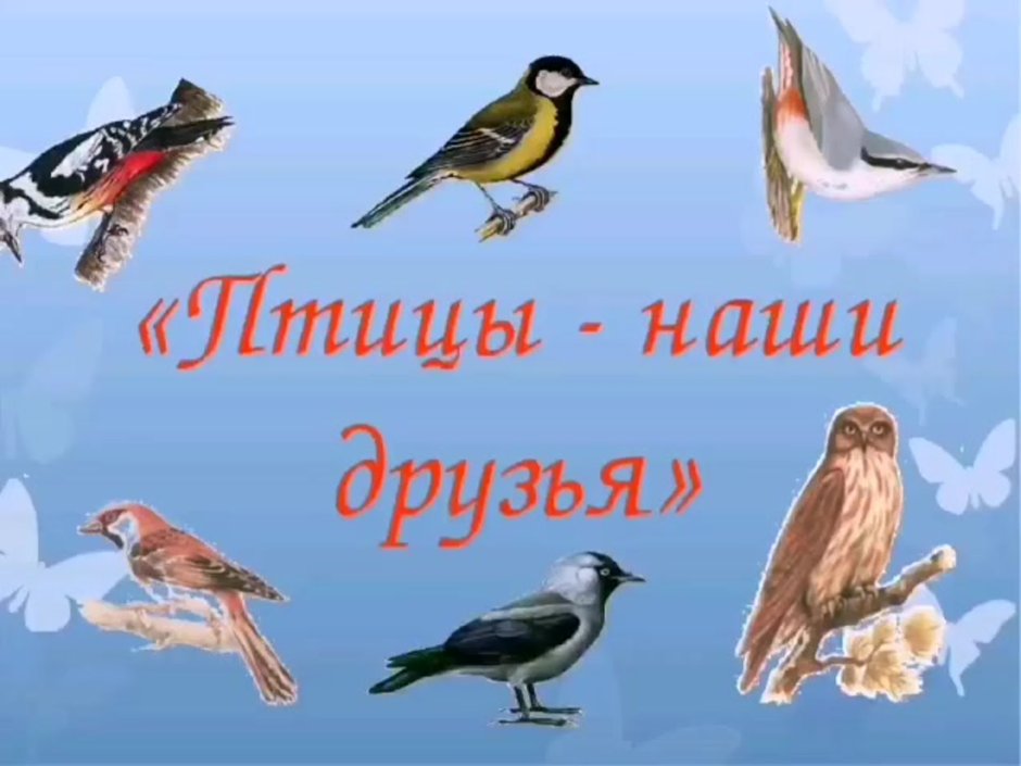 Сокол белый Кречет