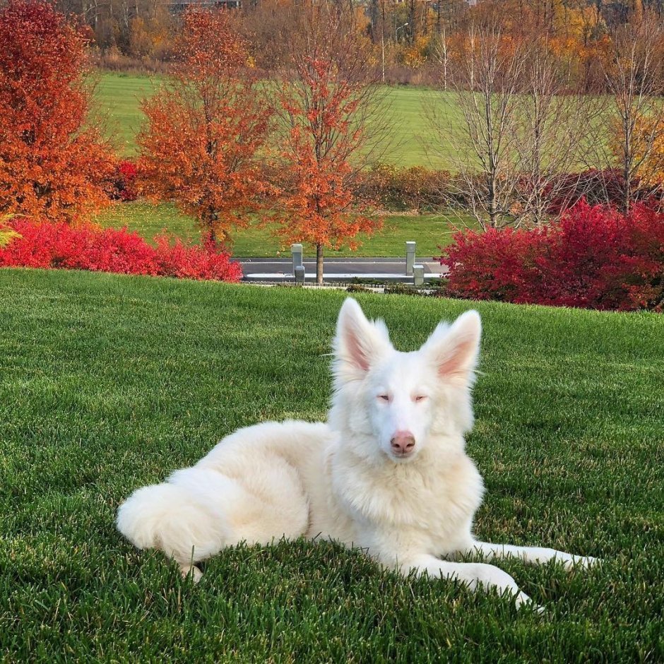 Белый корги