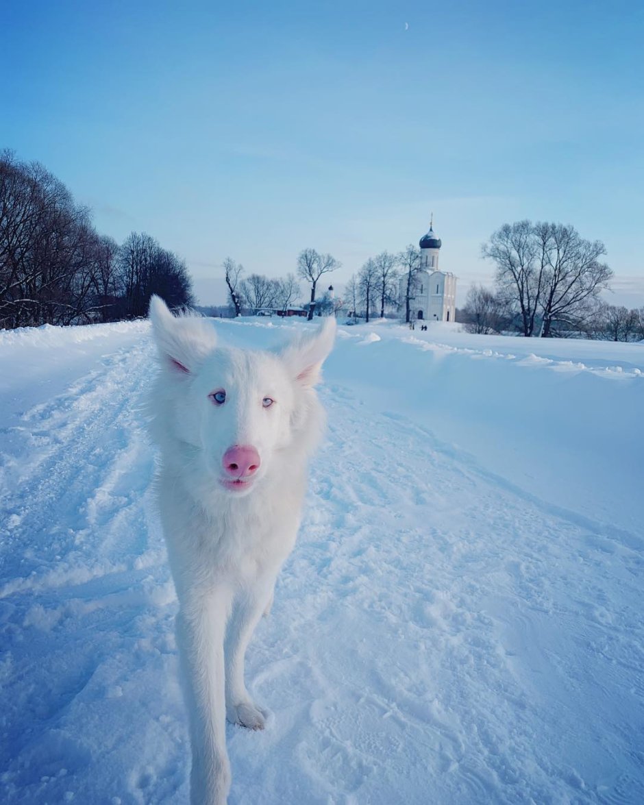 Лайка альбинос