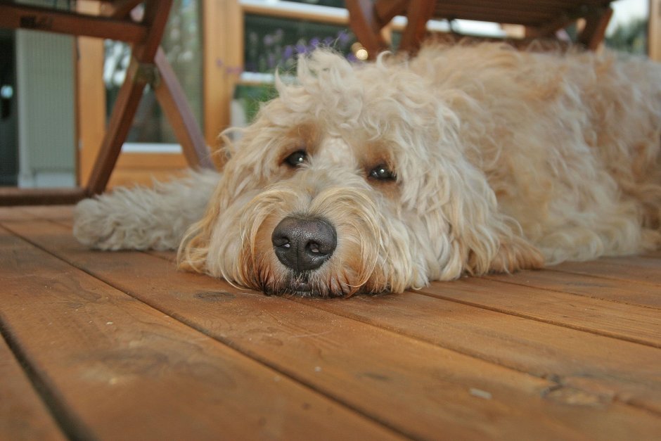 Goldendoodle порода