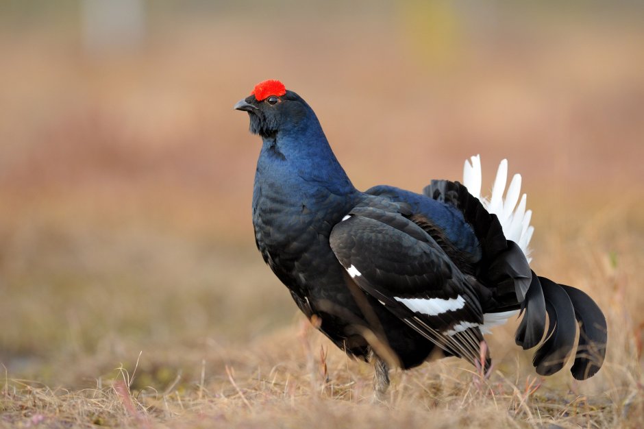 Чернобрюхий Глухарь Tetrao urogallus Major