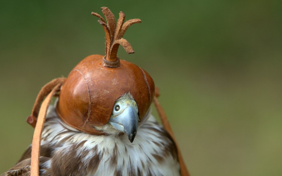 Gypaetus barbatus Бородач