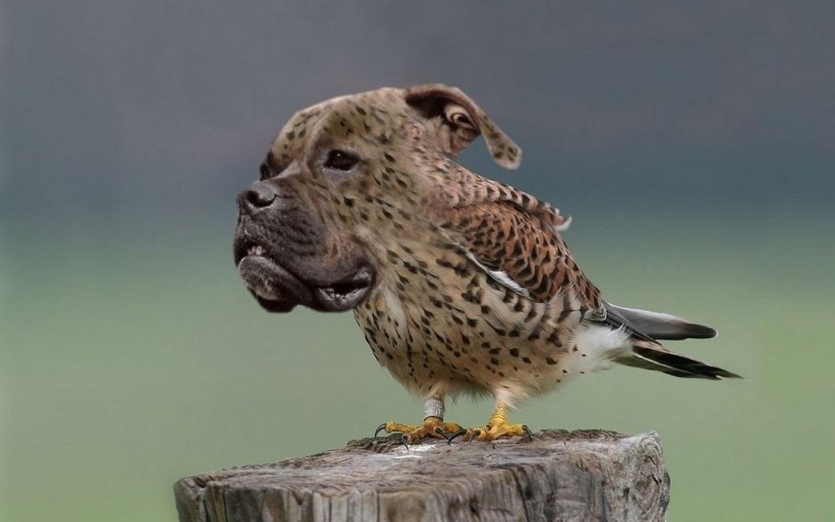 Курица Живая