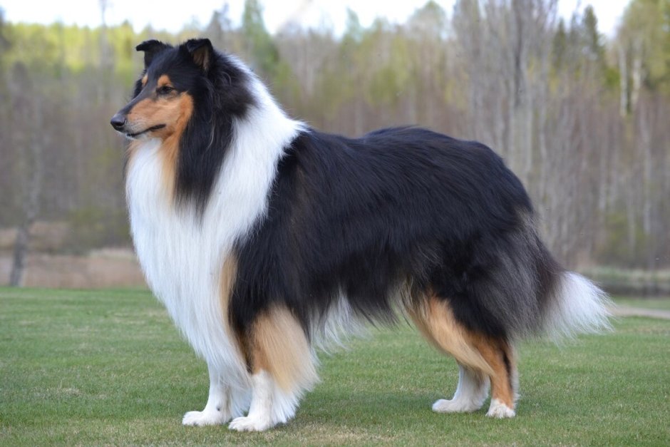 Шотландская колли