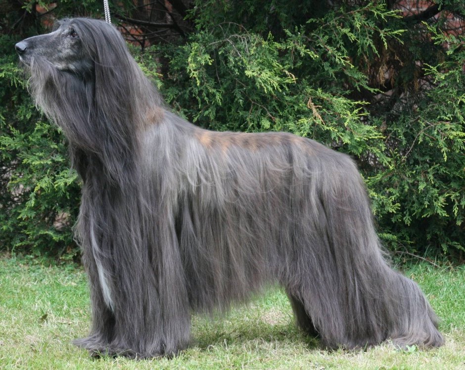 Колли собака черная