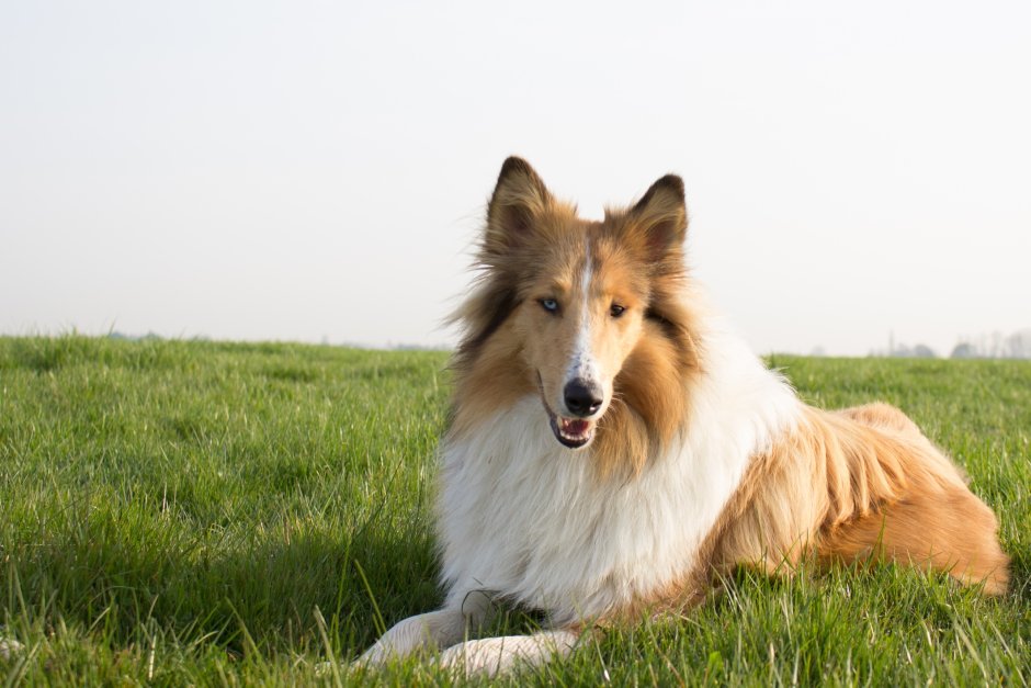 Колли (Collie)