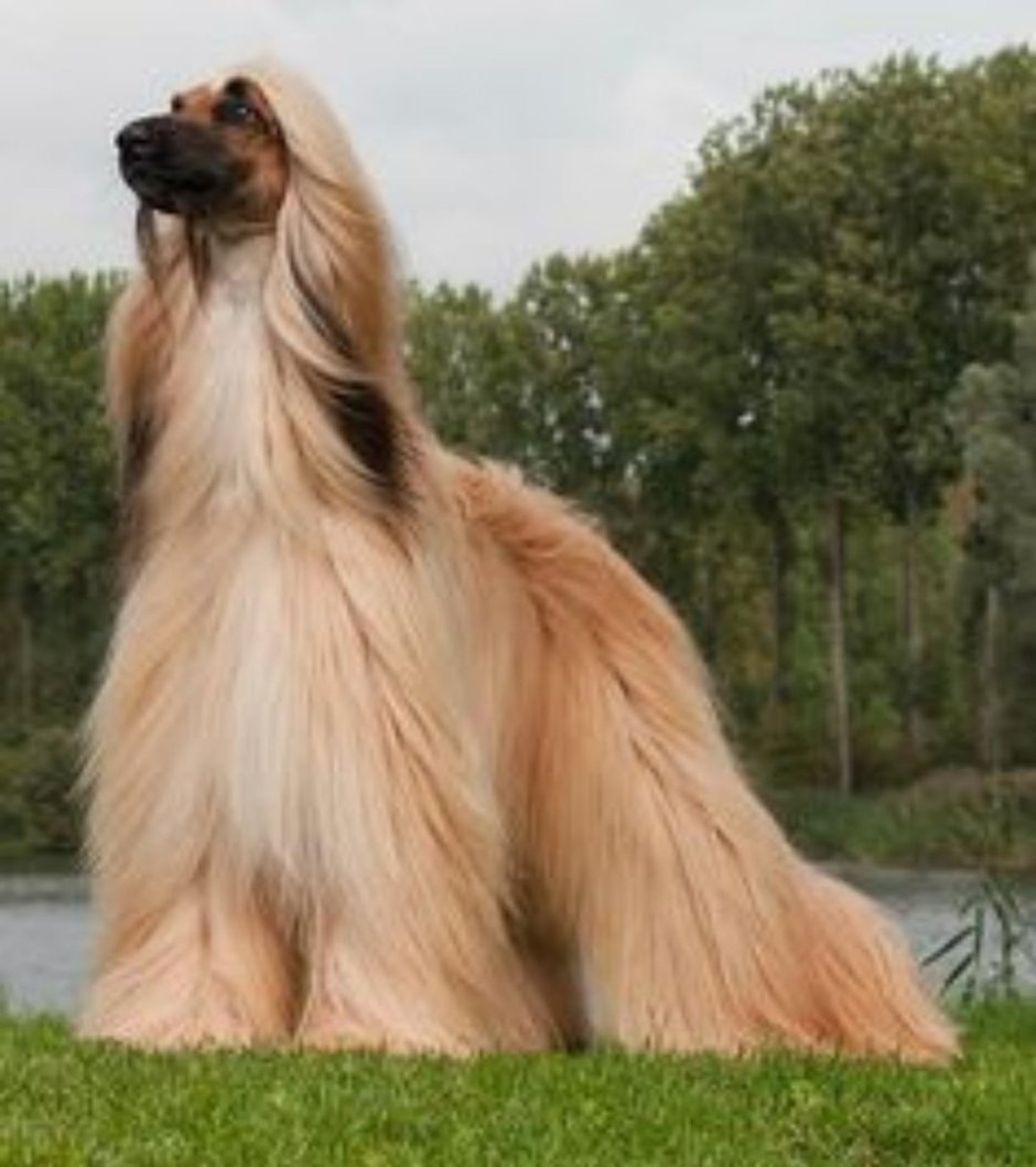 Колли длинношёрстный