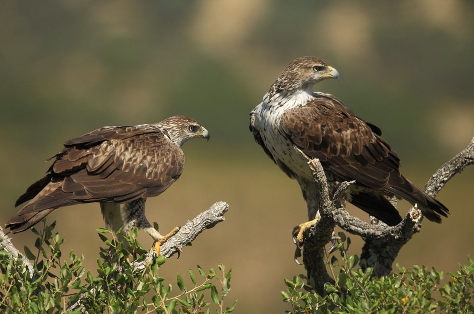 Орёл-карлик (Aquila pennata)
