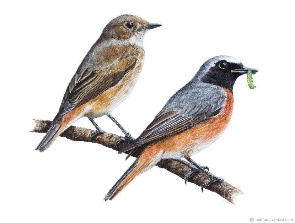 Phoenicurus Phoenicurus male