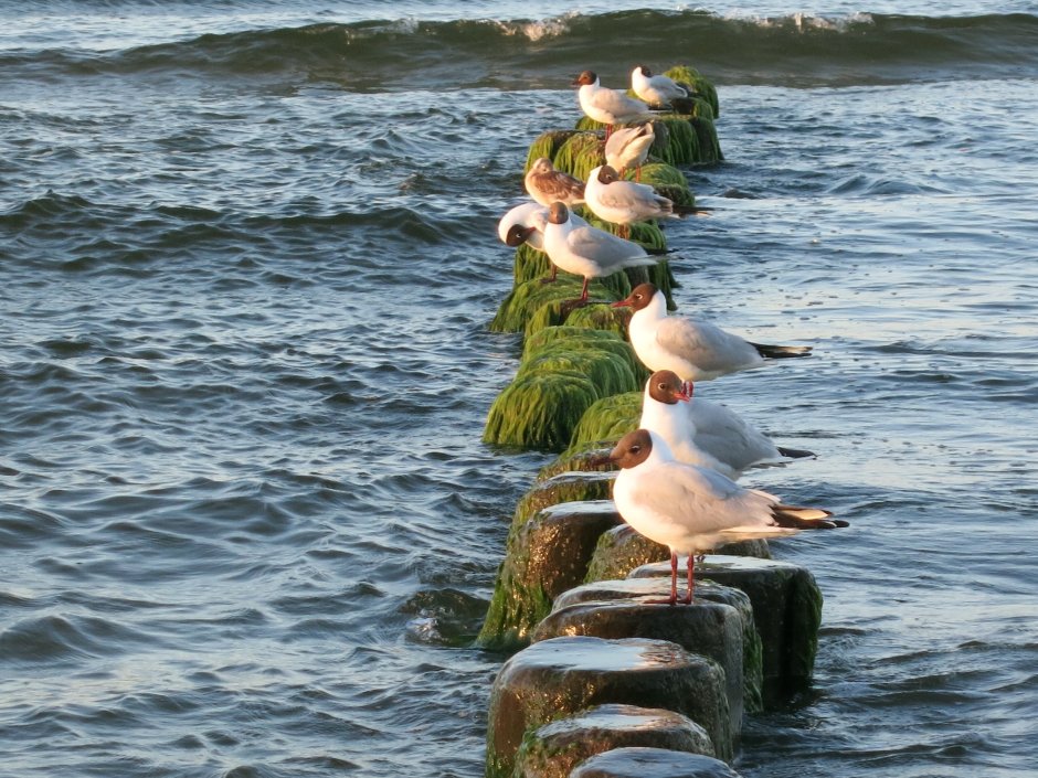 Чайка Балтийское море
