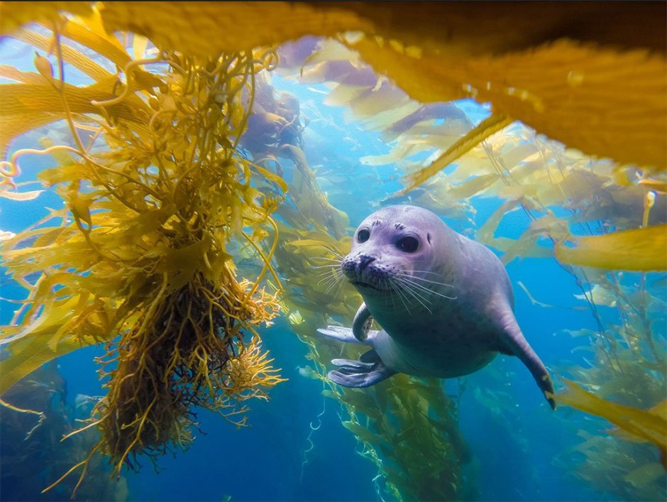 Морские животные под водой