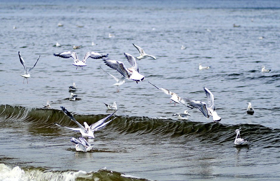 Чайка Балтийское море