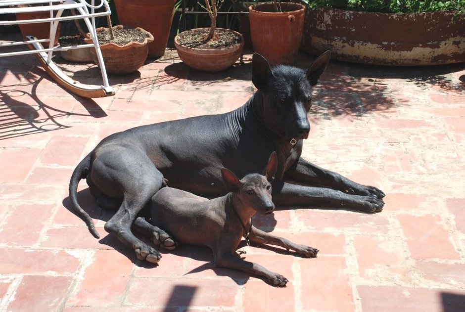 Ксоло и сфинкс