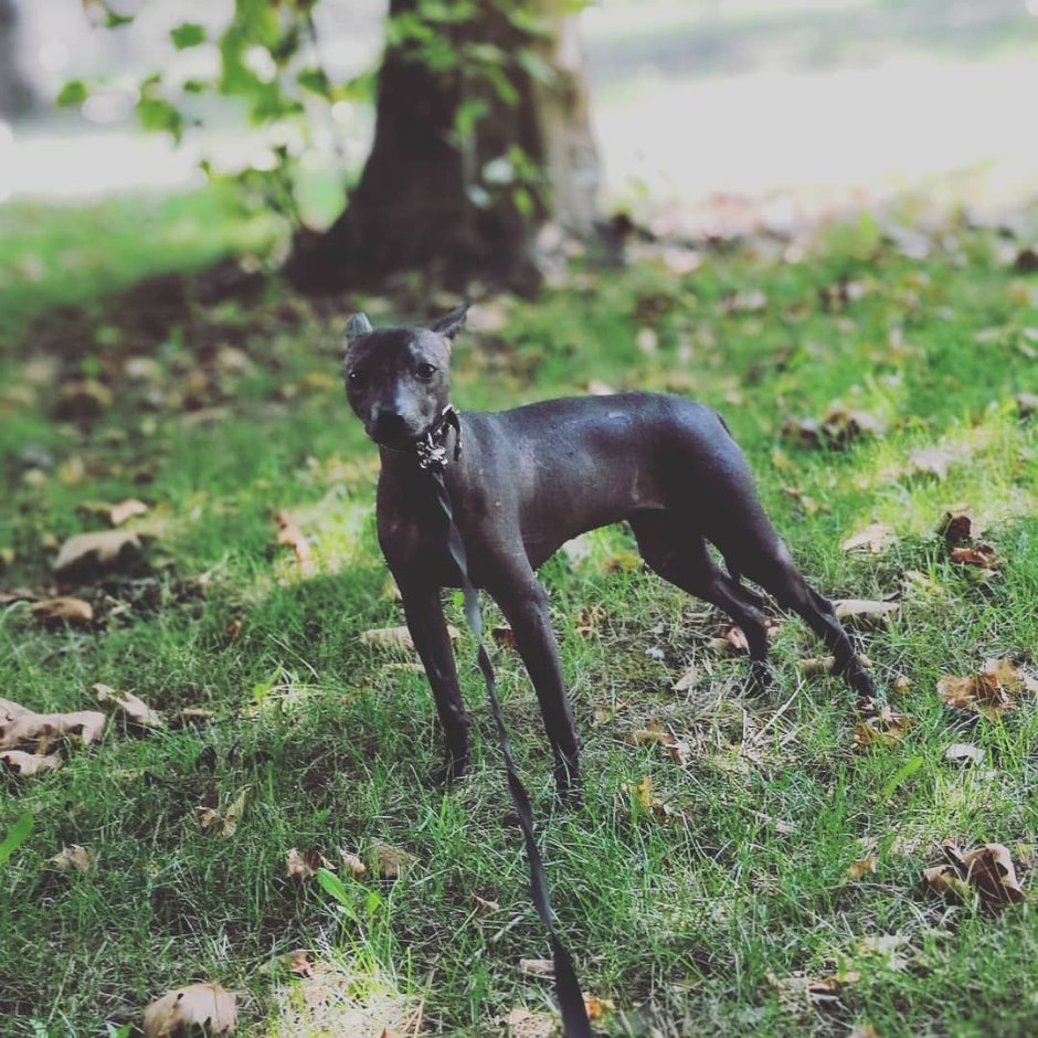 Ксолоитцкуинтли шерстяная черная