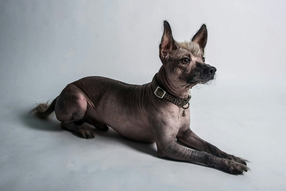 Ксоло тайна Коко