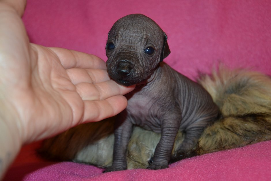 Ксоло мини белый