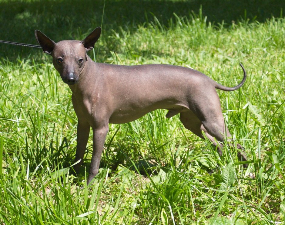 Мексиканская собака ксолоитцкуинтли