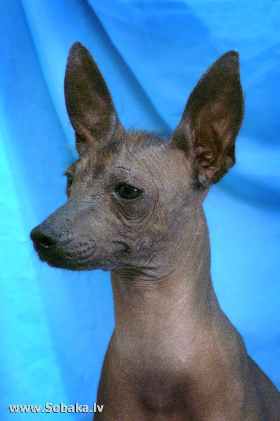 Мексиканская лысая собака
