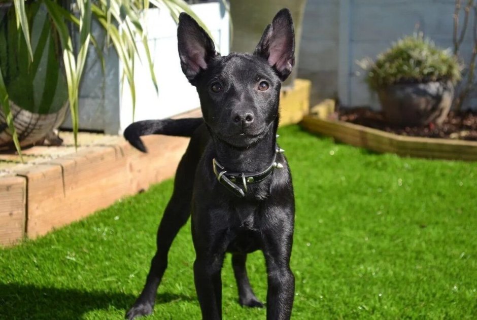 Ксоло подпалый