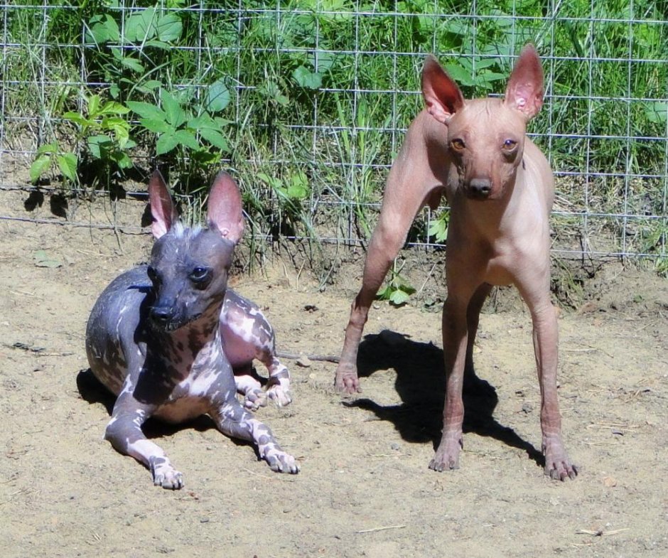 Мексиканская или Перуанская голая собака