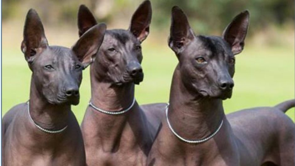 Парода ксолло искуинтли