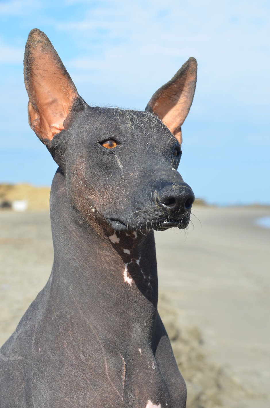 Порода ксоло