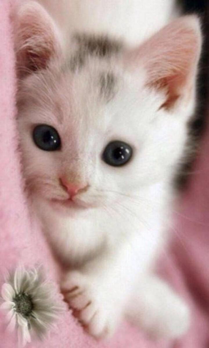 Маленькие миленькие кошечки