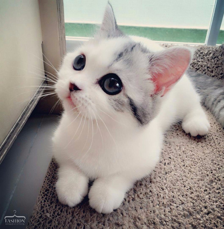 Милые кошечки