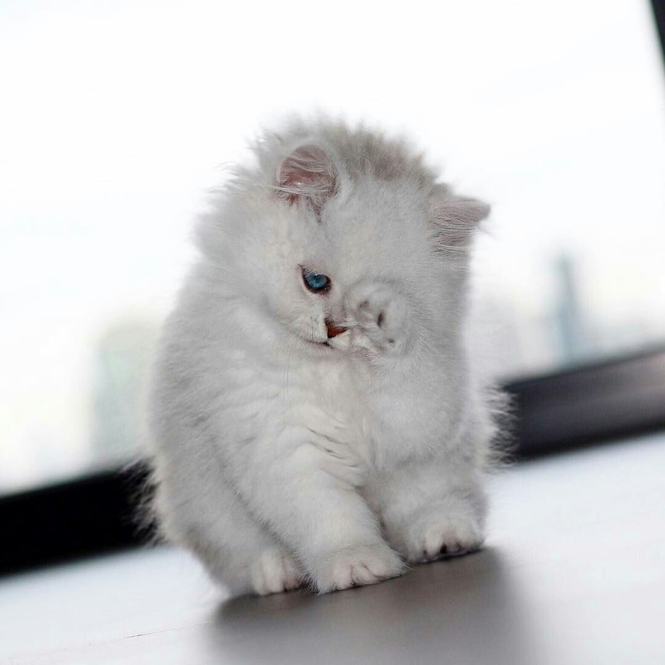 Белый и пушистый