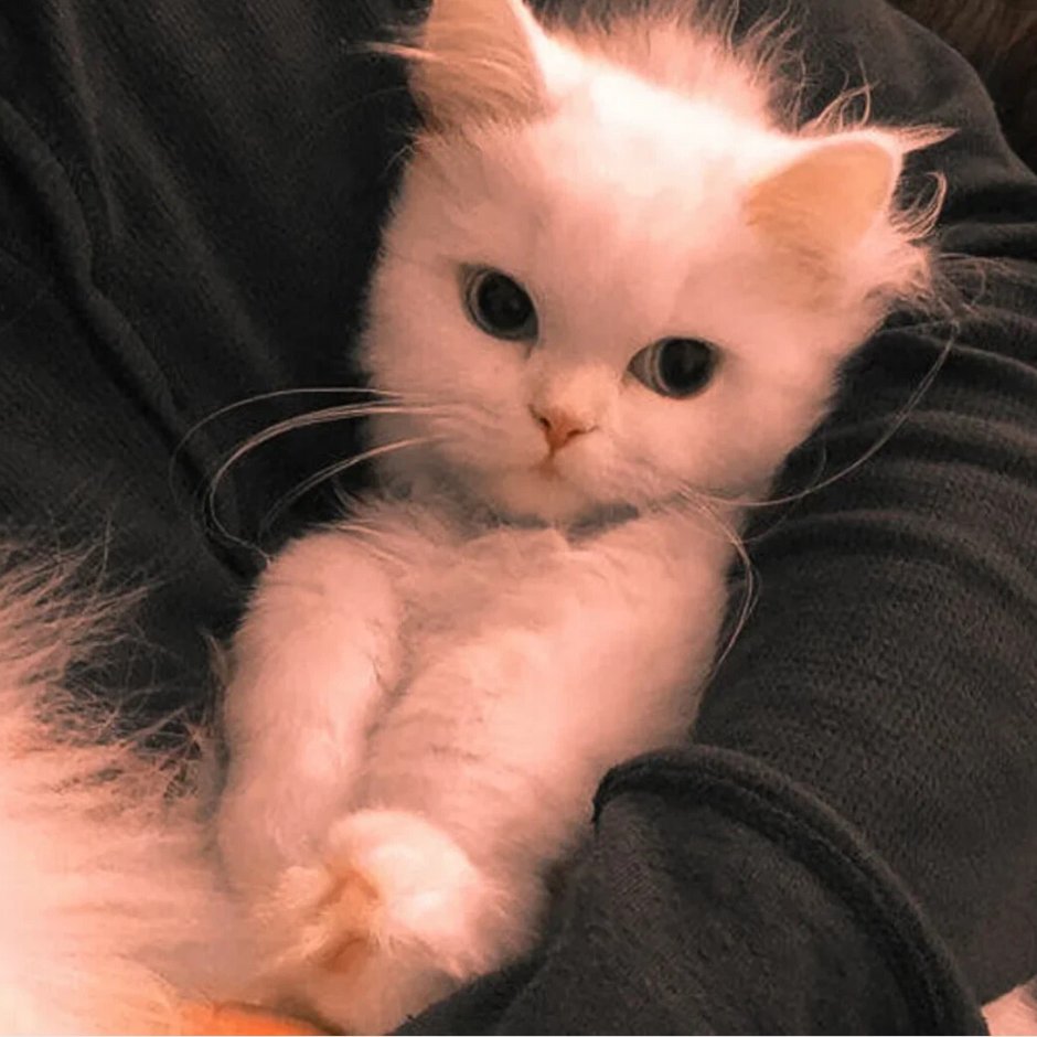 Милые котики Эстетика