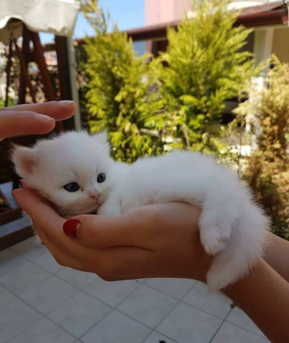 Маленький котенок