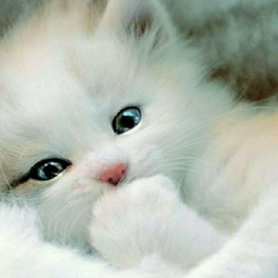 Милые котята белые пушистые
