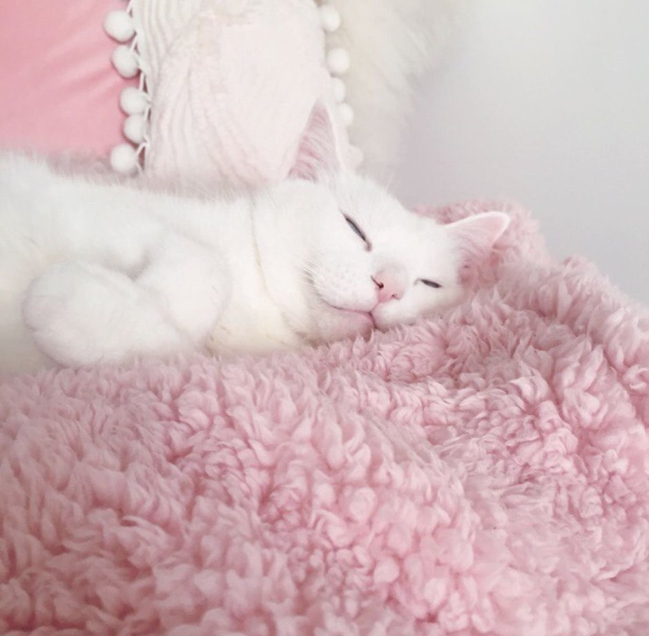 Котики Эстетика розовая