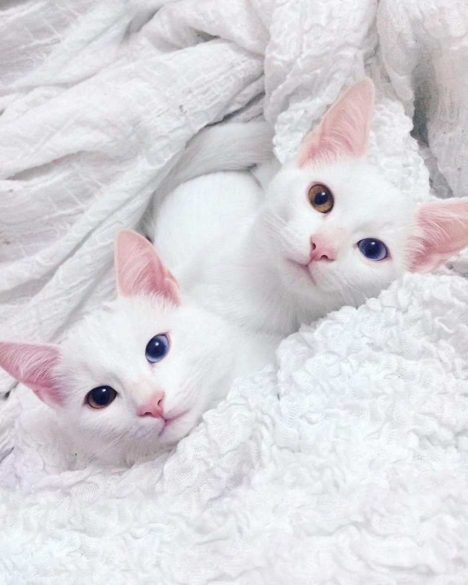 Као мани пушистая