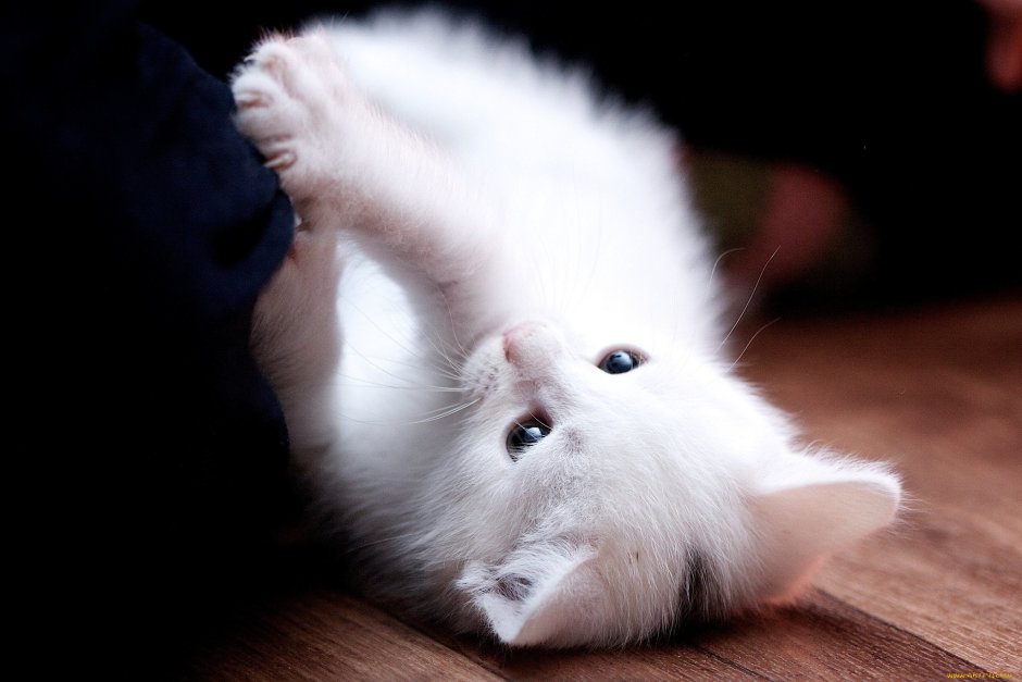 Грустный белый котенок