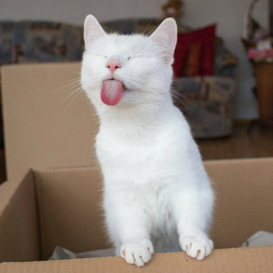 Смешной белый кот