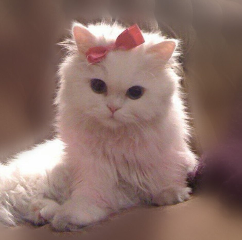 Белый котенок с бантиком