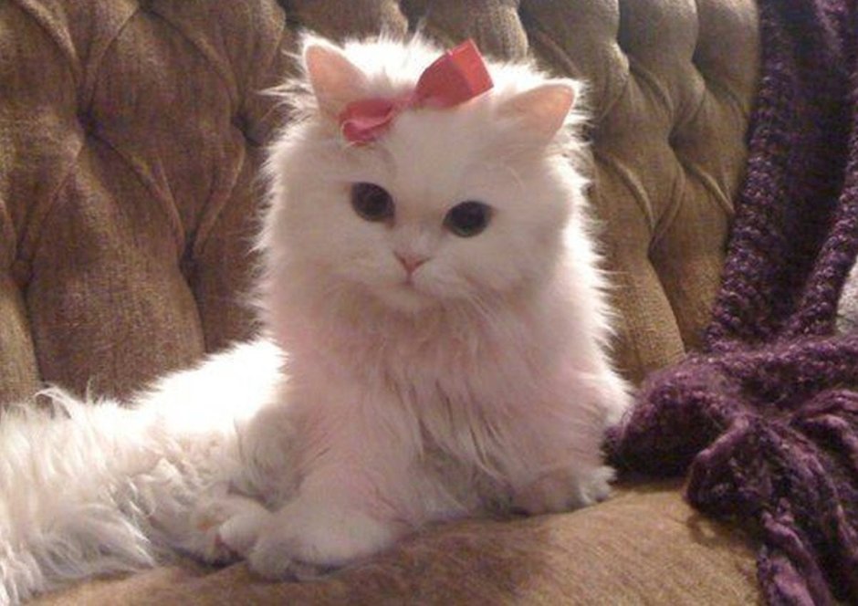 Котенок с бантом